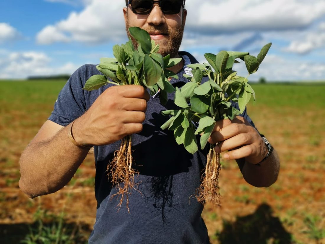 Agrônomo mostrando plantas de soja com raízes para avaliação
